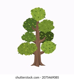 tipo de árboles naturaleza madera 
