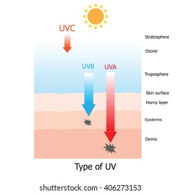 Type of UV , UVC is dangerous ray but it is absorb by the ozone and UVB,UVB damaged the skin