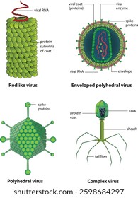 type of viruses types illustration diagram - vector
