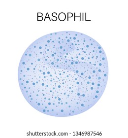 Type Of White Blood Cell - Basophil 