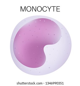 Type Of White Blood Cell - Monocyte