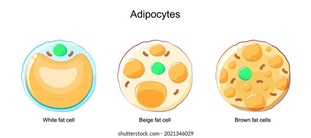 types of Adipocytes. Brown, Beige, and White fat cells