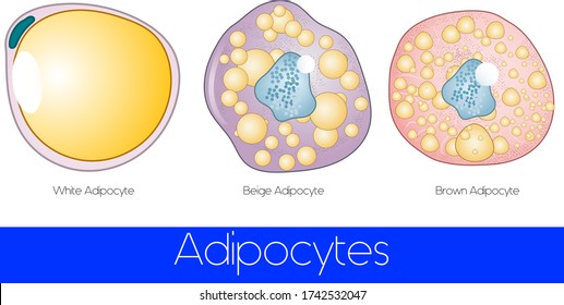 Types of adipocytes: white brown and beige adipocyte illustration comparision, 