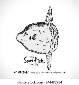 Types of animal / Hand drawn illustrations - vector