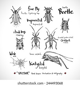Types of animal / Hand drawn illustrations - vector