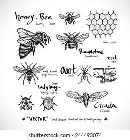 Types of animal / Hand drawn illustrations - vector