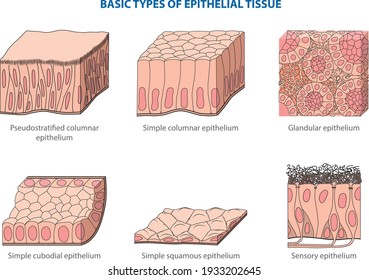 Types of animal tissues by structure - epithelial (integumentary) tissue.