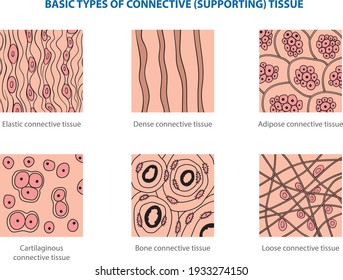 Types of animal tissues by structure - connective tissue.