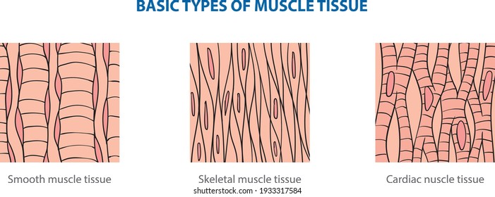 Tipos de tejidos animales por estructura - tejido muscular.