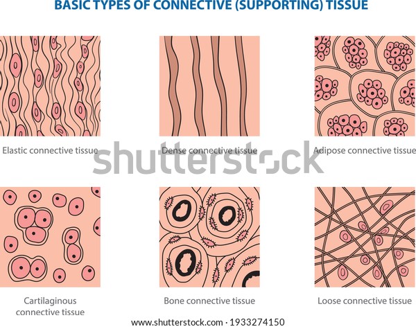 Types\
of animal tissues by structure - connective\
tissue.