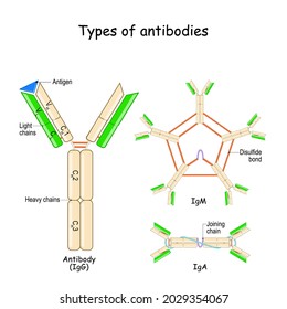 Types Antibodies Antibody Anatomy Antigen Heavy Stock Vector (Royalty ...