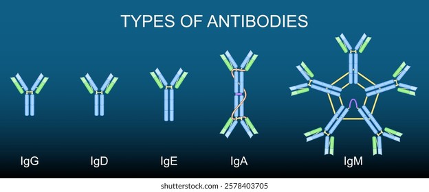 Types of antibodies. Immunoglobulin anatomy Ig, IgA, IgE, IgD, IgG, IgM. Humoral immunity. Monoclonal antibodies. Immunotherapy. Autoantibodies. Vector illustration.