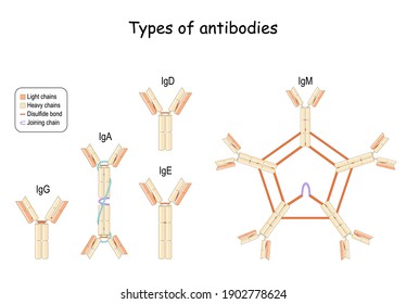 Types of Antibodies and Immunoglobulin. main classes IgG, IgM, IgA, IgD, and IgE. Heavy and Light chains, Joining chain, and Disulfide bond. Vector illustration