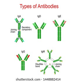 Types of Antibodies. immunoglobulin structure. Antibodies are glycoproteins that bind specific antigens. Vector diagram for educational, medical, biological and science use