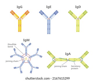 Types Antibodies Immunoglobulin Vector Infographic Stock Vector ...