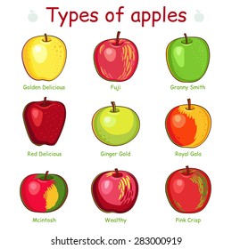 Types of apples. Apples in vector isolated on white background. 