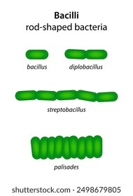 Tipos de bacilos: bacterias en forma de varilla