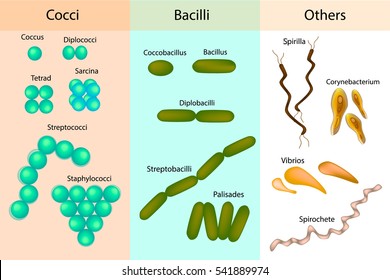 8,588 Types bacteria Images, Stock Photos & Vectors | Shutterstock