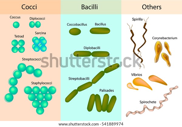 Types Bacterial Bacteriadifferent Forms Bacteria Classification Stock ...