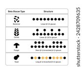 Types of Beta Glucan Molecule Structure Scientific Design. Vector Illustration.	