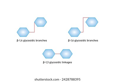 Types of Beta Glucan Molecule Structure Scientific Design. Vector Illustration.	