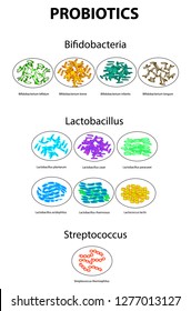Types of bifidobacteria. Bifidumbacterium. Types of lactobacilli. Lactobacillus. Probiotics. Good intestinal microflora. Streptococcus thermophilus. Set. Infographics. Vector illustration on isolated
