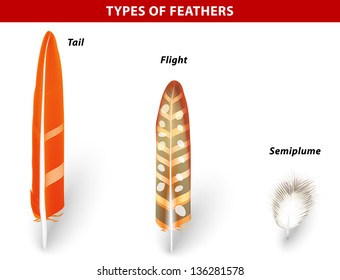 Types of Bird Feathers. Vector