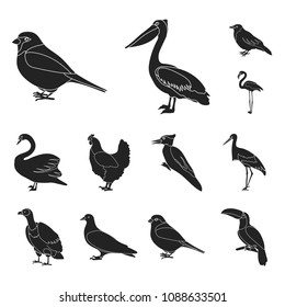 Types of birds black icons in set collection for design. Home and wild bird vector symbol stock web illustration.