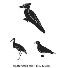 Types of birds black icons in set collection for design. Home and wild bird vector symbol stock web illustration.