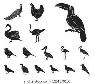 Types of birds black icons in set collection for design. Home and wild bird vector symbol stock web illustration.