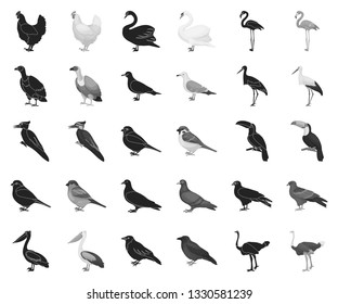 Types of birds black,monochrome icons in set collection for design. Home and wild bird vector symbol stock web illustration.