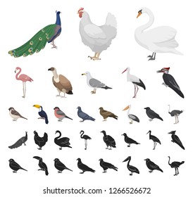 Types of birds cartoon, black icons in set collection for design. Home and wild bird vector symbol stock web illustration.