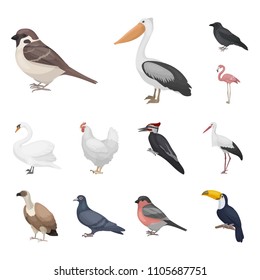 Types of birds cartoon icons in set collection for design. Home and wild bird vector symbol stock web illustration.