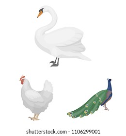 Types of birds cartoon icons in set collection for design. Home and wild bird vector symbol stock web illustration.