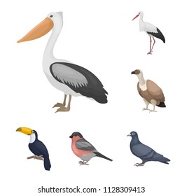 Types of birds cartoon icons in set collection for design. Home and wild bird vector symbol stock web illustration.