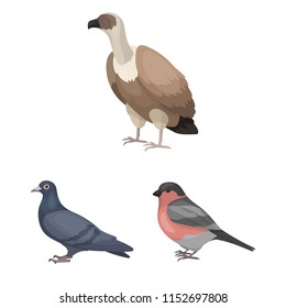 Types of birds cartoon icons in set collection for design. Home and wild bird vector symbol stock web illustration.