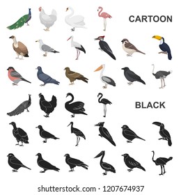 Types of birds cartoon icons in set collection for design. Home and wild bird vector symbol stock web illustration.