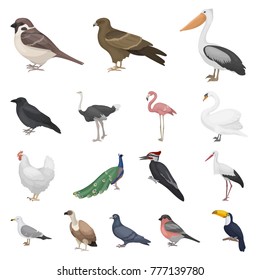 all types of bird