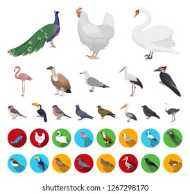 Types of birds cartoon,flat icons in set collection for design. Home and wild bird vector symbol stock web illustration.