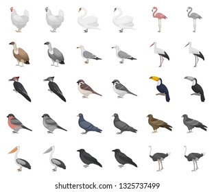 Types of birds cartoon,monochrom icons in set collection for design. Home and wild bird vector symbol stock web illustration.