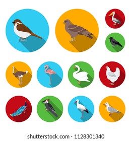 Types of birds flat icons in set collection for design. Home and wild bird vector symbol stock web illustration.