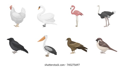 Types of birds icons in set collection for design. Home and wild bird vector symbol stock web illustration.