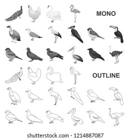 Types of birds monochrom icons in set collection for design. Home and wild bird vector symbol stock web illustration.