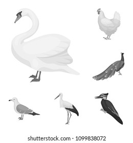 Types of birds monochrome icons in set collection for design. Home and wild bird vector symbol stock web illustration.