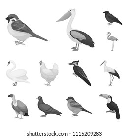 Types of birds monochrome icons in set collection for design. Home and wild bird vector symbol stock web illustration.
