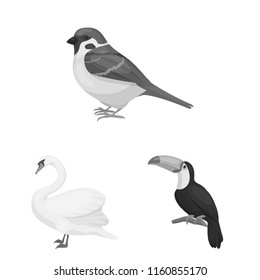 Types of birds monochrome icons in set collection for design. Home and wild bird vector symbol stock web illustration.