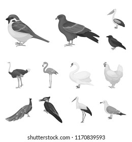 Types of birds monochrome icons in set collection for design. Home and wild bird vector symbol stock web illustration.