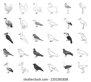 Types of birds monochrome,outline icons in set collection for design. Home and wild bird vector symbol stock web illustration.