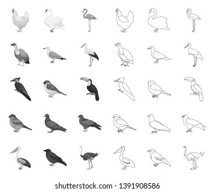 Types of birds mono,outline icons in set collection for design. Home and wild bird vector symbol stock web illustration.