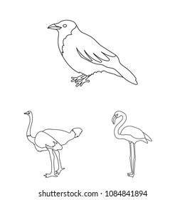 Types of birds outline icons in set collection for design. Home and wild bird vector symbol stock web illustration.
